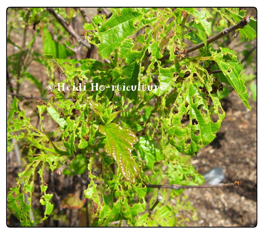 Amy S Creative Pursuits My Late Spring Garden 2019