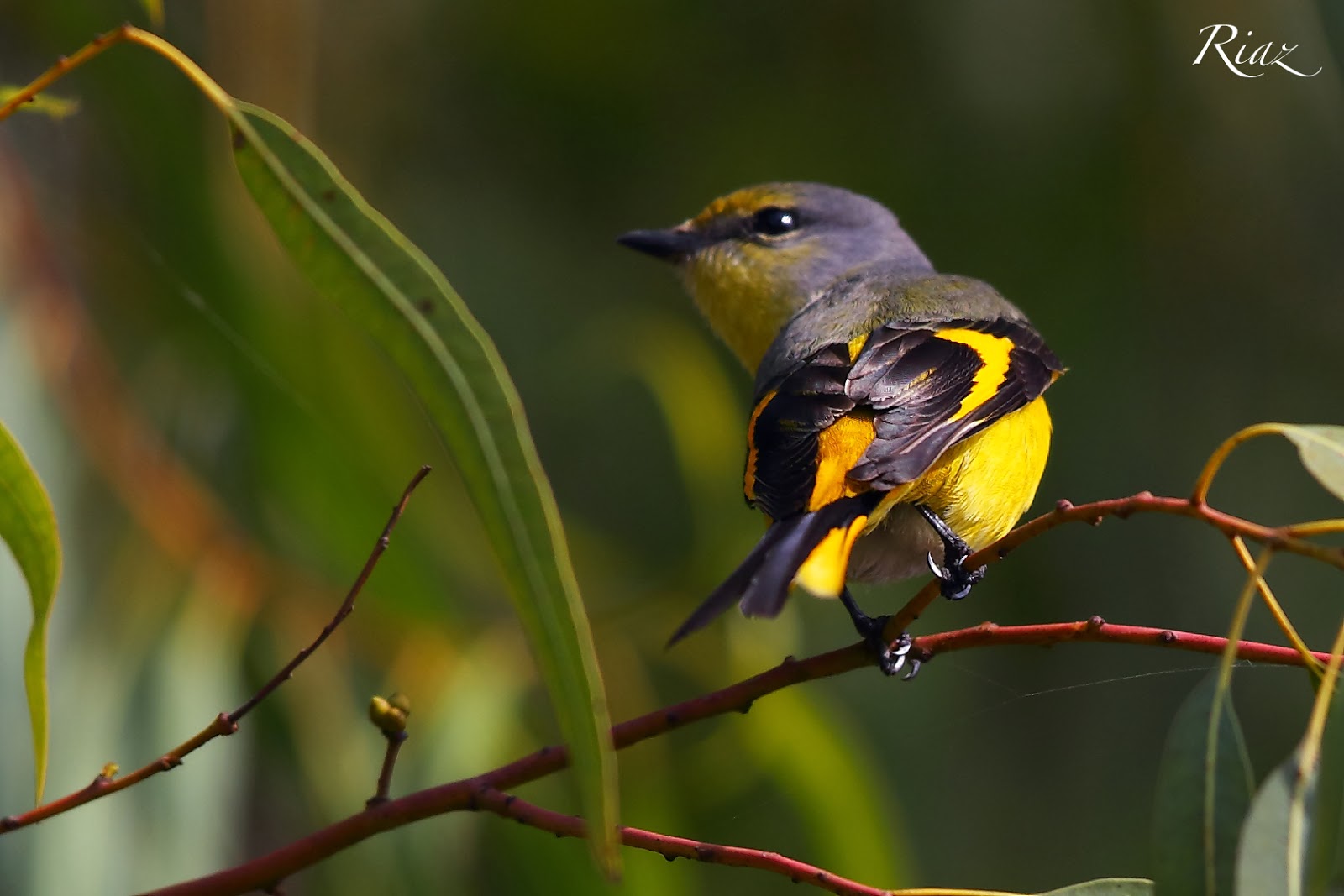 Rare Birds Found in Pakistan
