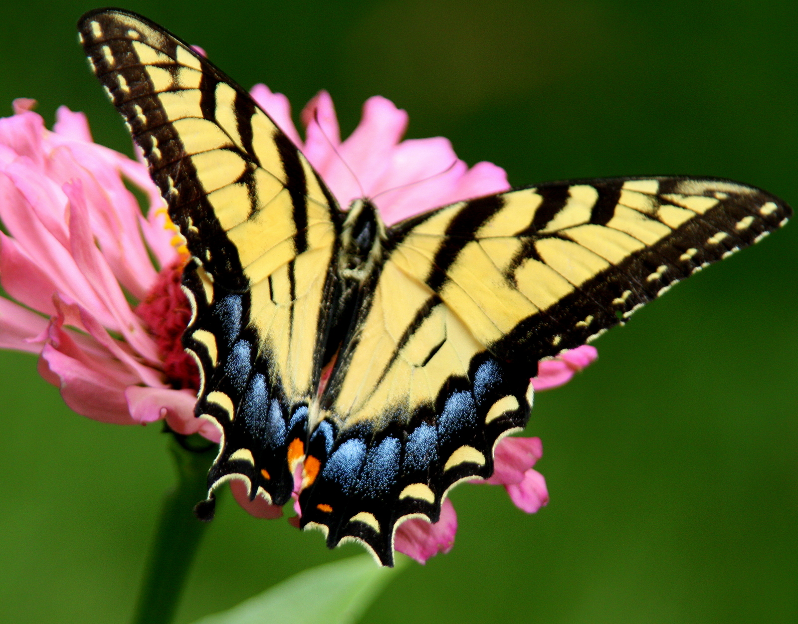 Beth's Blog: Butterfly Blog
