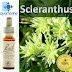 Scleranthus - O Floral para pessoas indecisas