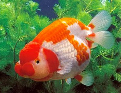 Penjagaan Ikan Hiasan Cara Membiak Ikan Emas Penjagaan Ikan Hiasan Cara Membiak Ikan Emas