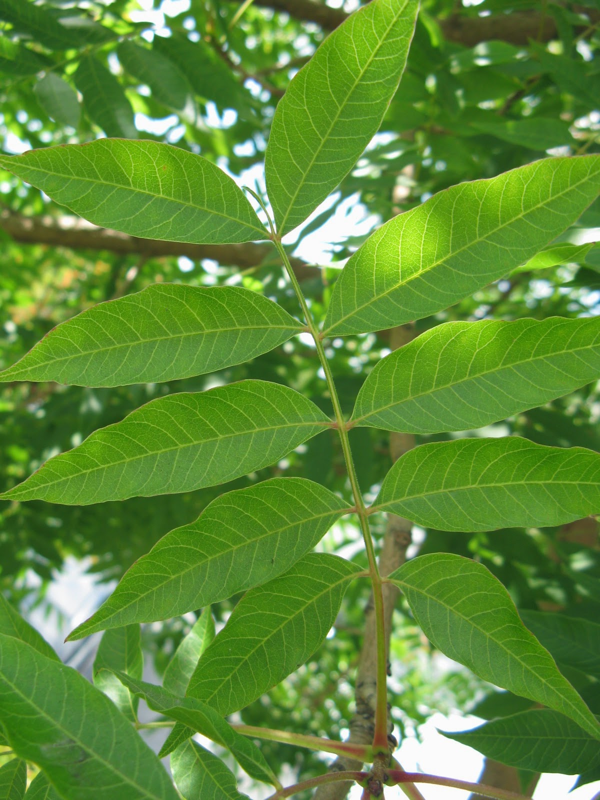 Trees of Santa Cruz County Pistachia chinensis Chinese Pistache