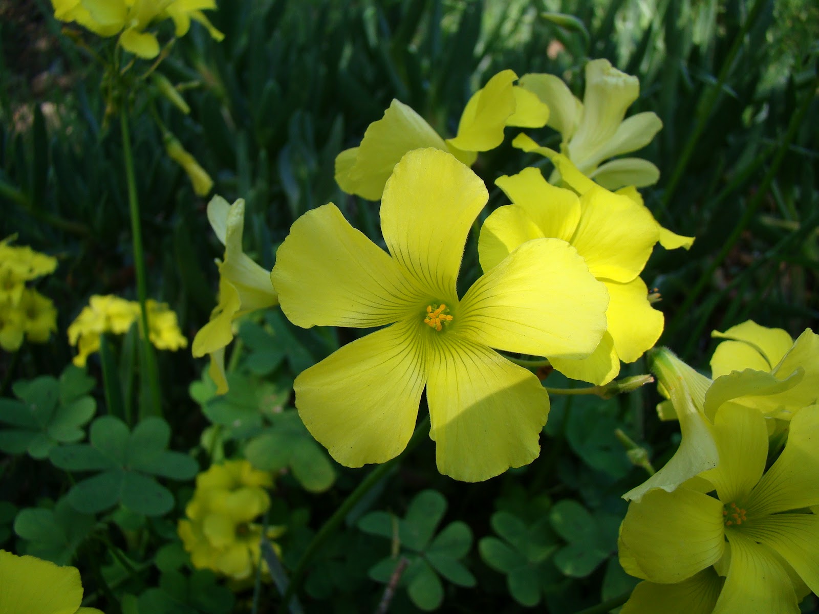 Leaves of Plants Redwood Sorrel