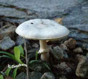 AnimalBytes: Wild Mushrooms in a California Yard