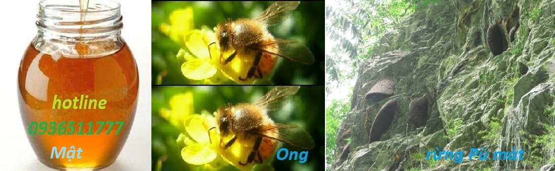 mật ong rừng pù mát
