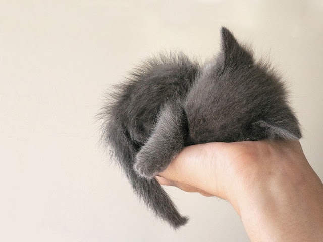 спящий котёнок котёнок спит на руке
