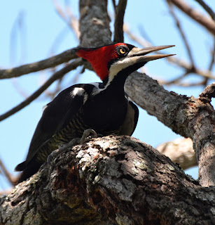 Crimson-Crested Woodpecker, Campephilus melanoleucus