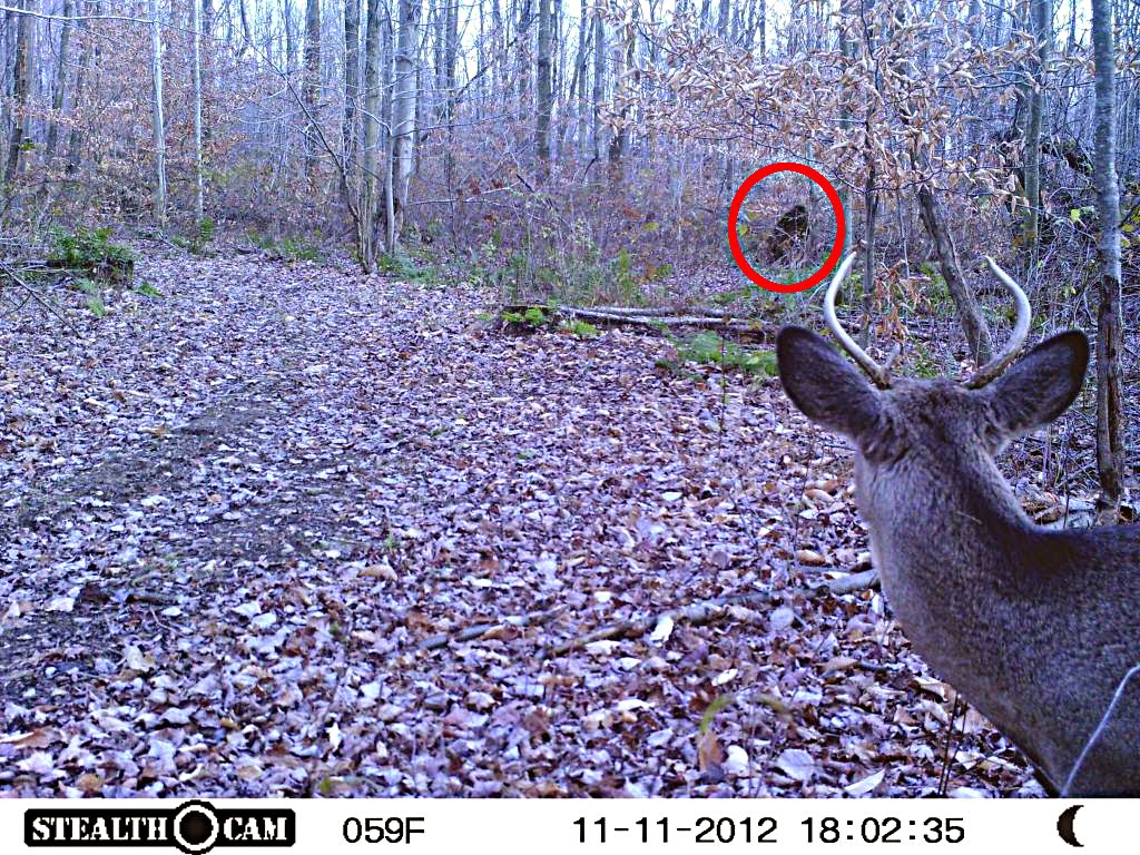The Crypto Crew Trail Cam Photo Of Deer and Bigfoot?