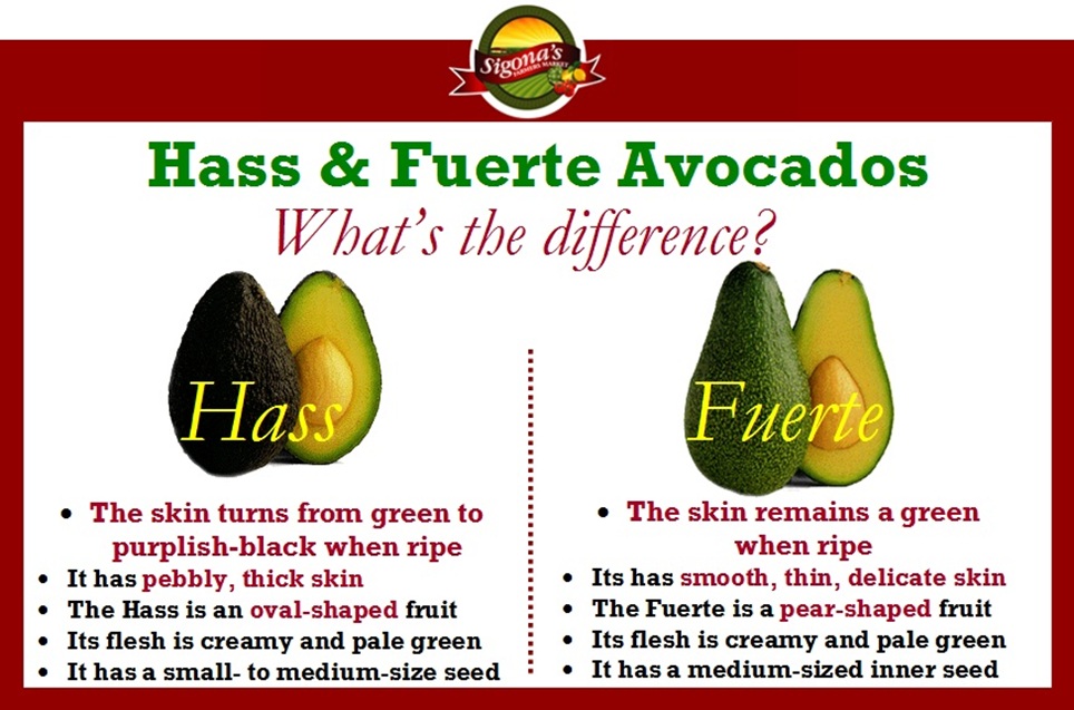 Viveros de Aguacate Hass y Hass selección Méndez Diferencias entre las variedades de aguacate
