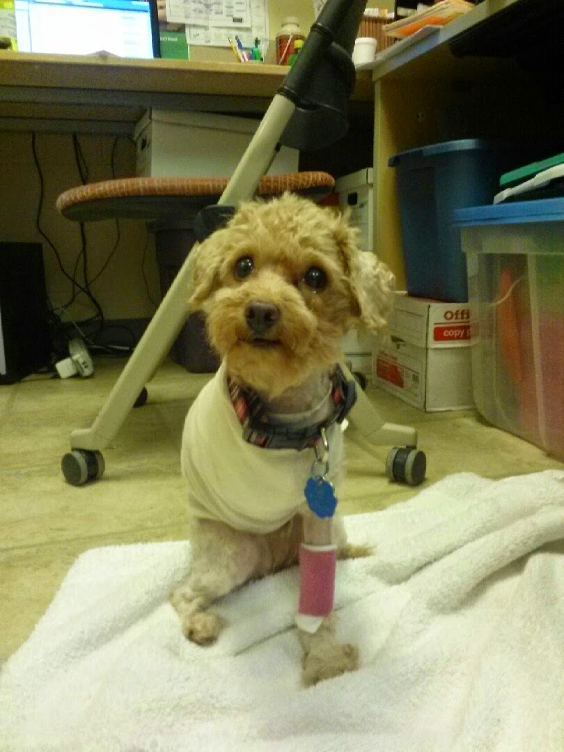 Pets For Life A lookback at 2014 Animal Friends, Inc.