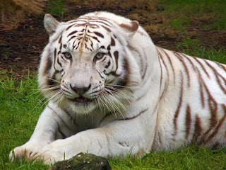 White Tiger HD Wallpapers