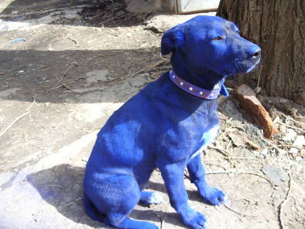 Jom Lepak2 Jap Anjing Berwarna Biru