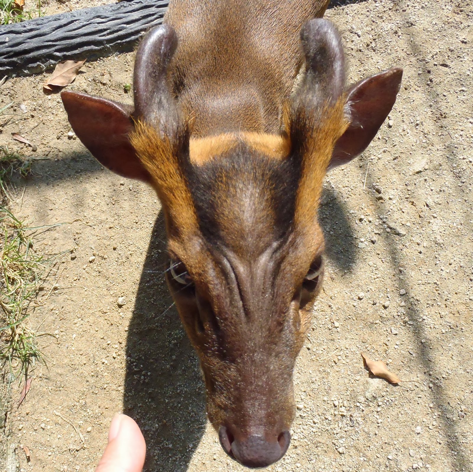 福岡市動物園ブログ 角 つの にも色んな事情があって Zooお勉強タイム