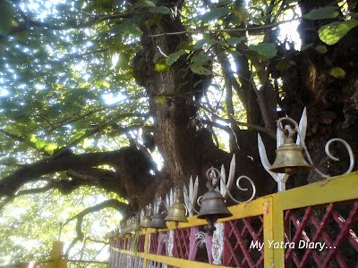 Amar Kalpvriksha standing for over 2500 years now at Jyoteshwar Mahadeo Temple in Joshimath near Badrinath