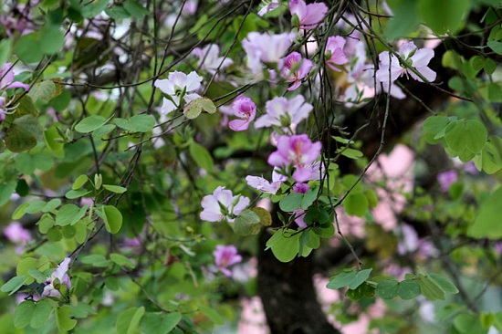 [Image: mon-nom-hoa-ban-3.jpg]