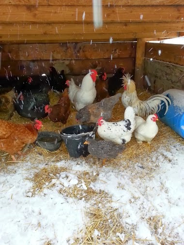 sagittas chickens