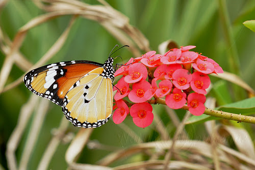 Danaus chrysippus