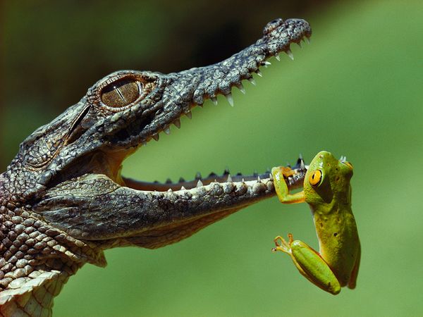 Beautiful dangerous wild animals pets of Africa: Crocodiles of the