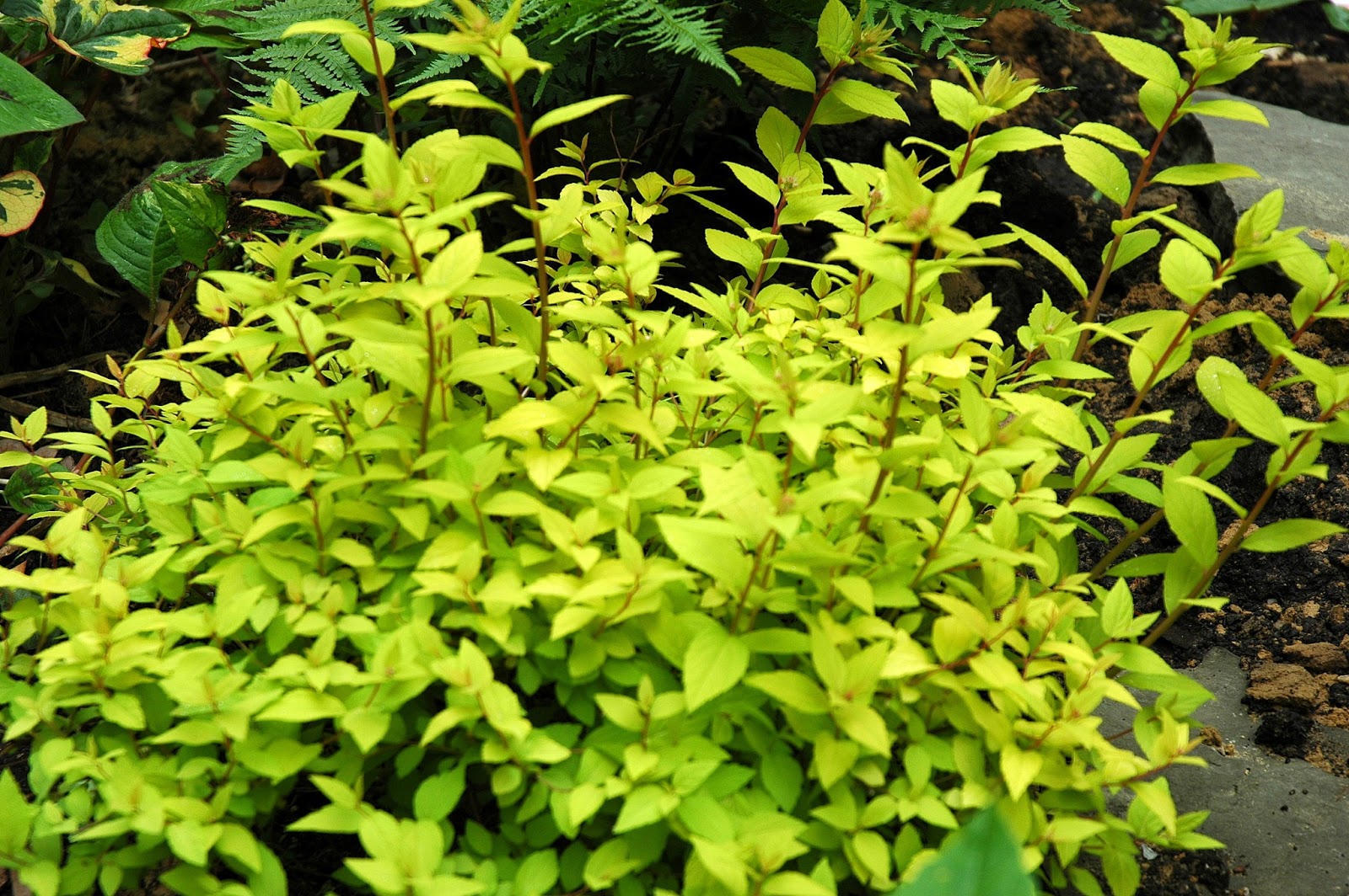 Tin Roof Gardens Is chartreuse the new black? Variegated foliage and yellow add accents to the