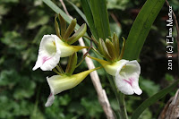 Galeandra Lacustris