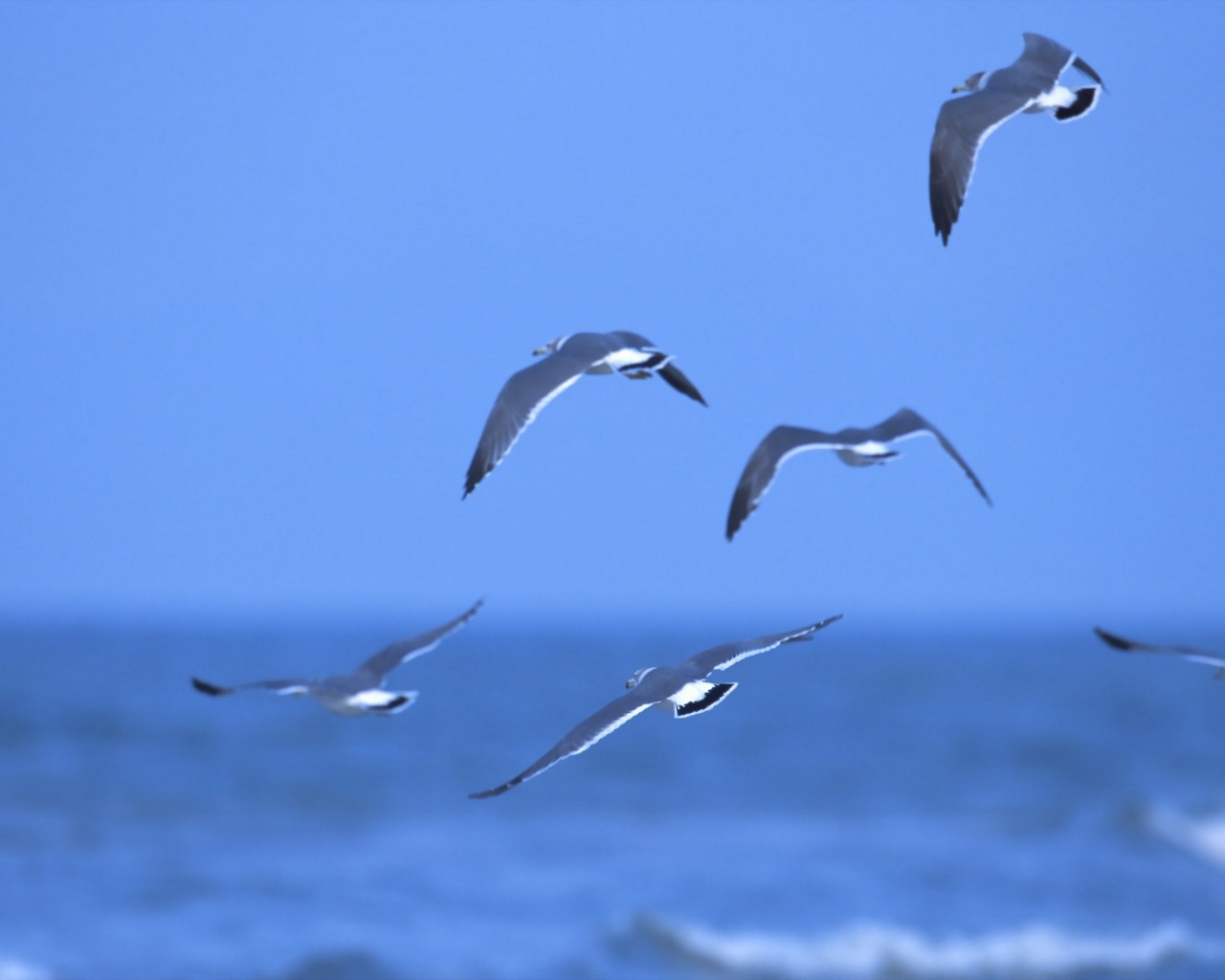 WnP: Wallpapers & Pictures: Beautiful Birds Wallpapers