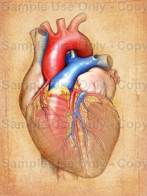 The human heart really is an interesting shape non