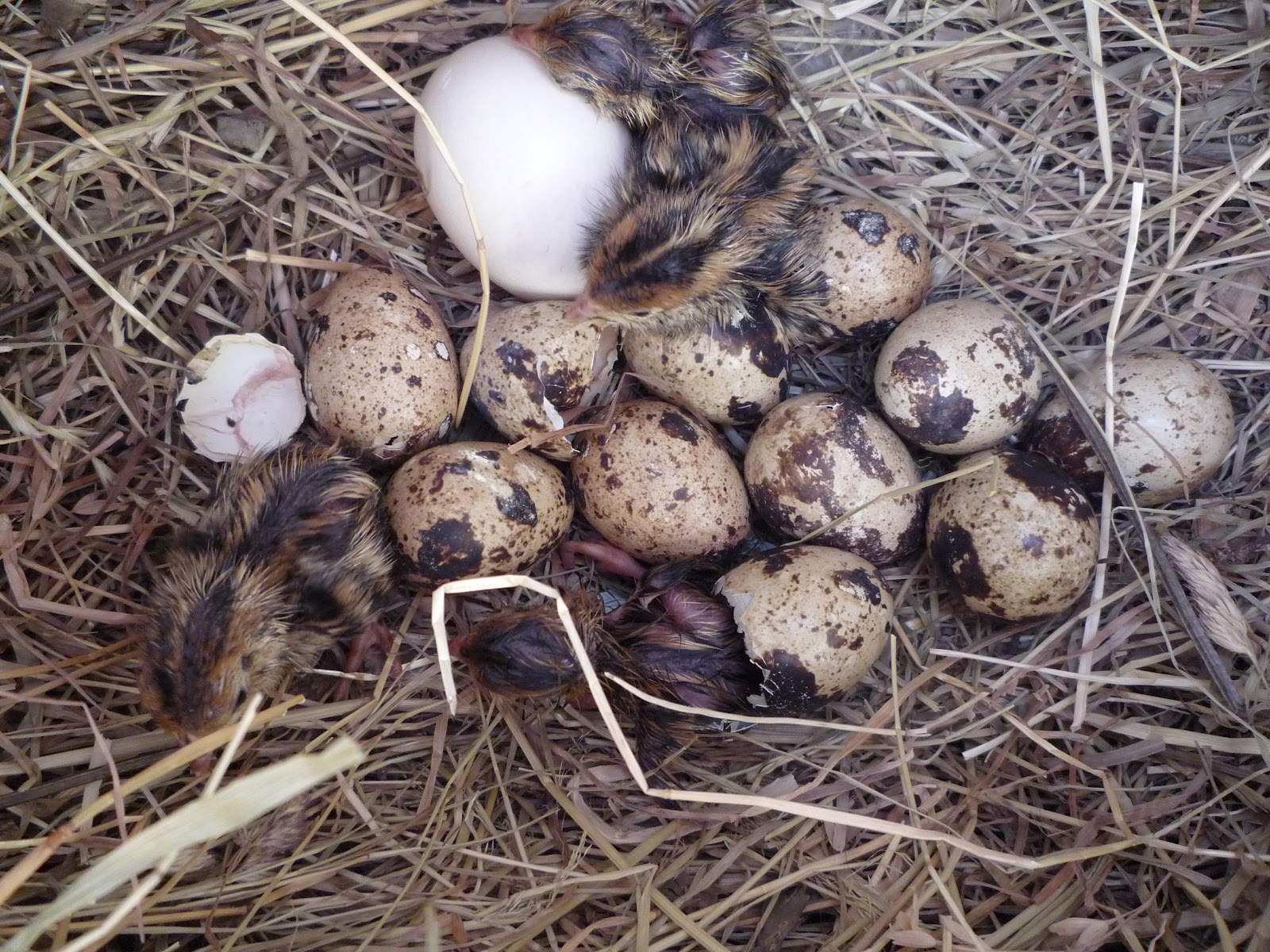 Hatching and Raising Quail Organically with a Hen Part 2 - Taking you