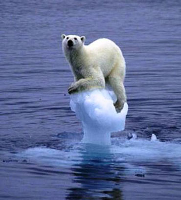 condenado extincion oso polar