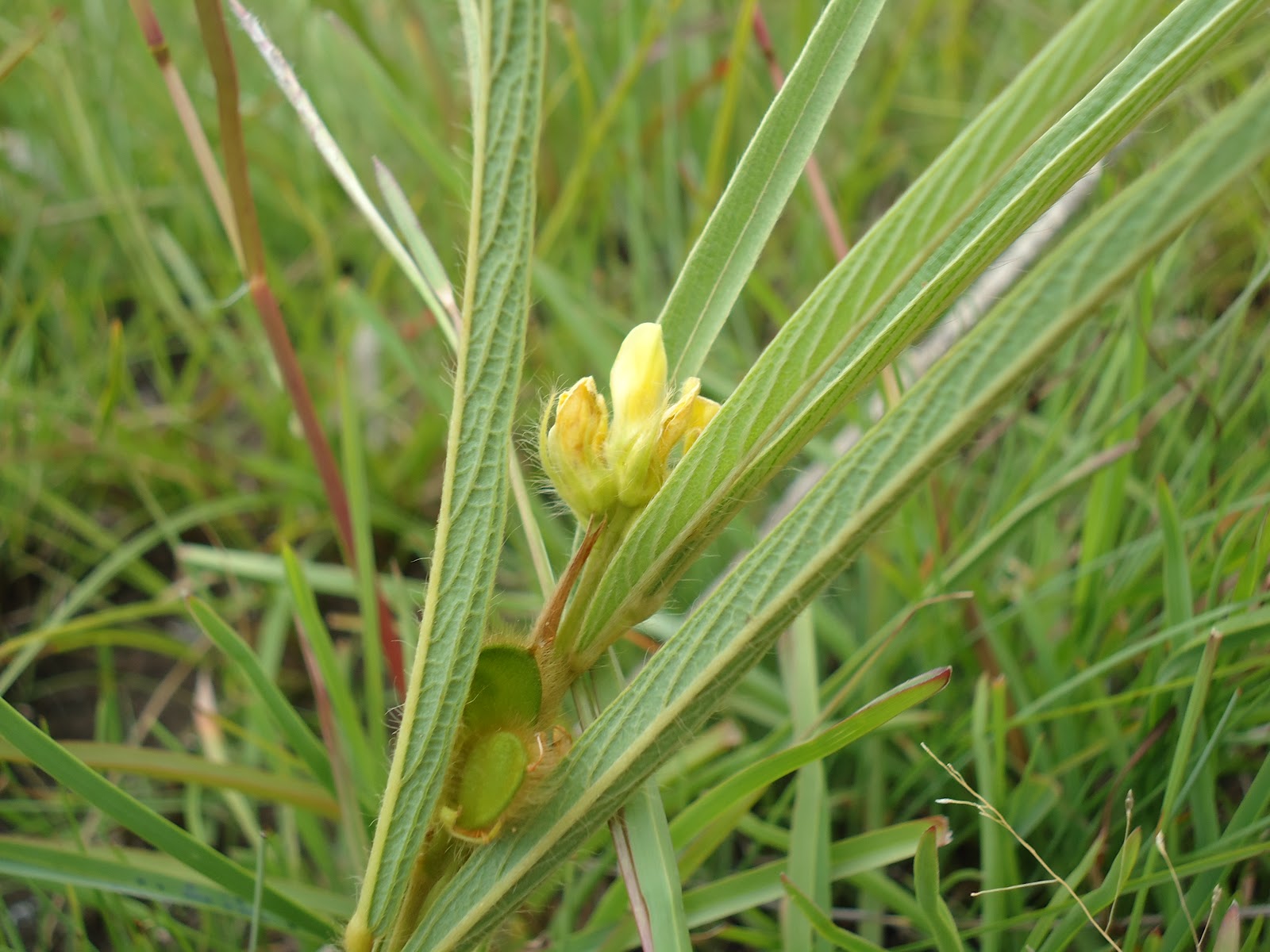 The Flowering plants (Leguminosae Fabaceae) Eriosema