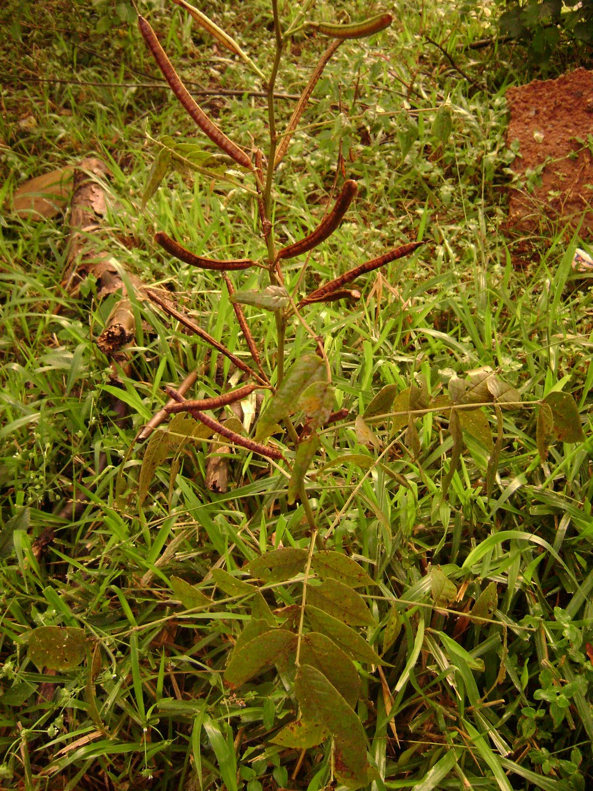 Folha de Orixa Imbé,matapasto,palmito amargo.........