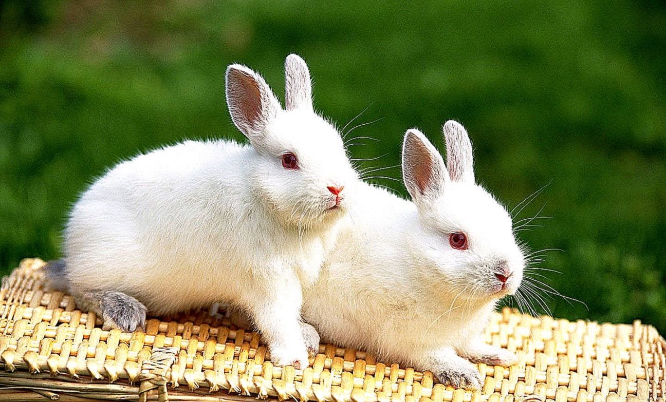 Funny Rabbit Wallpapers Free Download