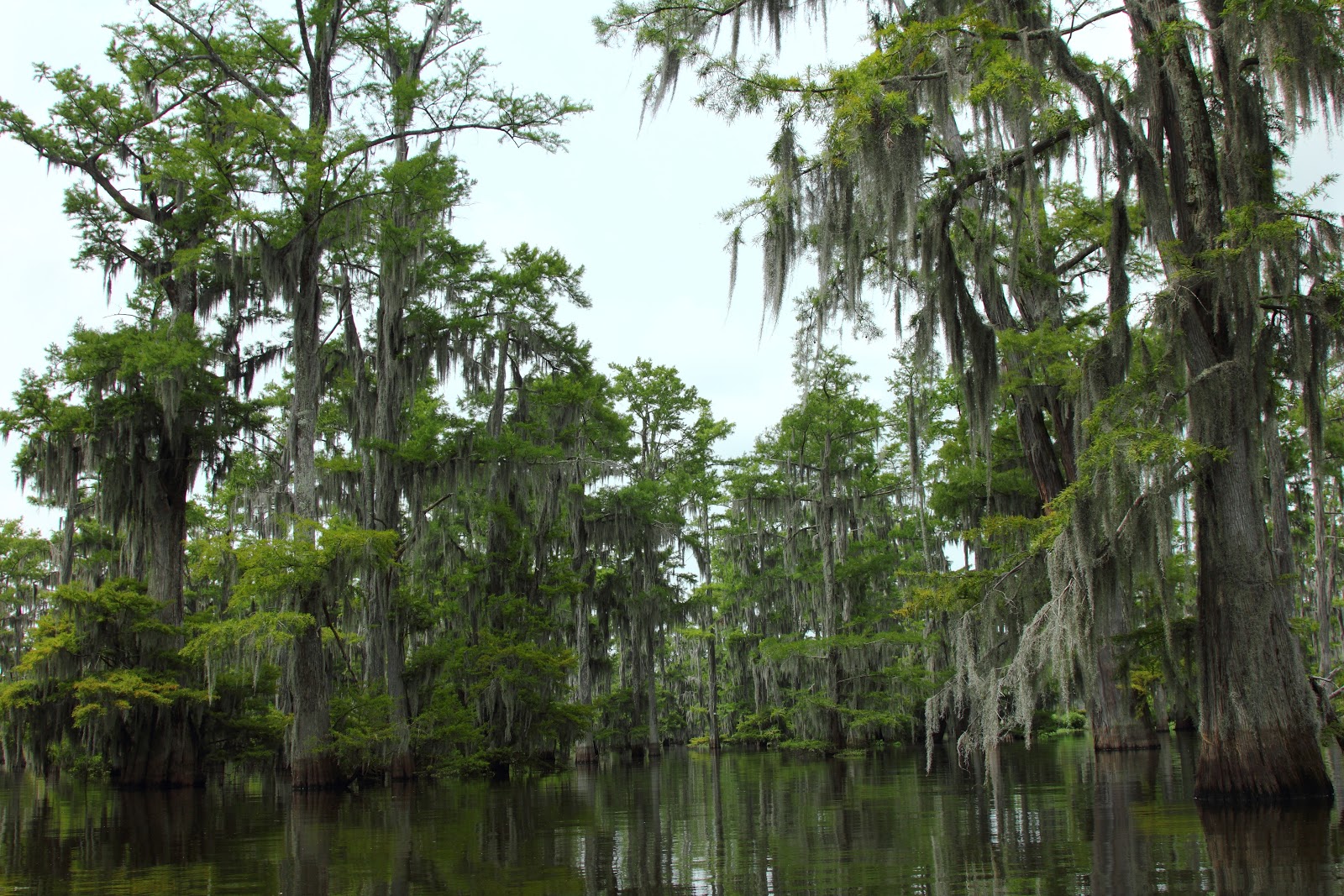 Turkey Creek Lake Louisiana Fishing Report at Rafael blog