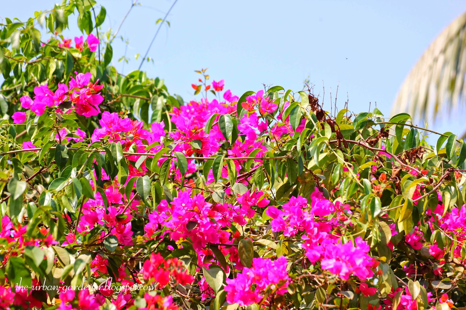 Lacking Space There S A Hydrangea For That