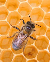 méh, méz, méhészet, lépesméz