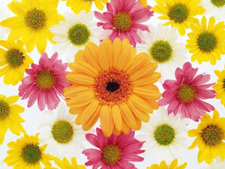 My Lovely Wallpapers: Flowers