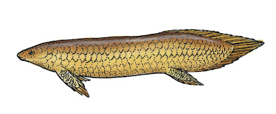 Ceratodus