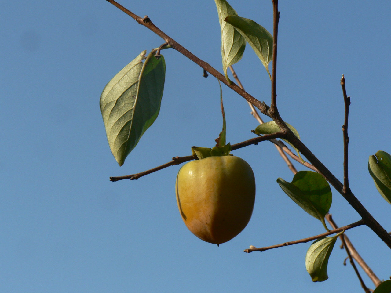 Hellogyor Oszbe Csavarodott A Termeszet Feje Derre Valt Facebook