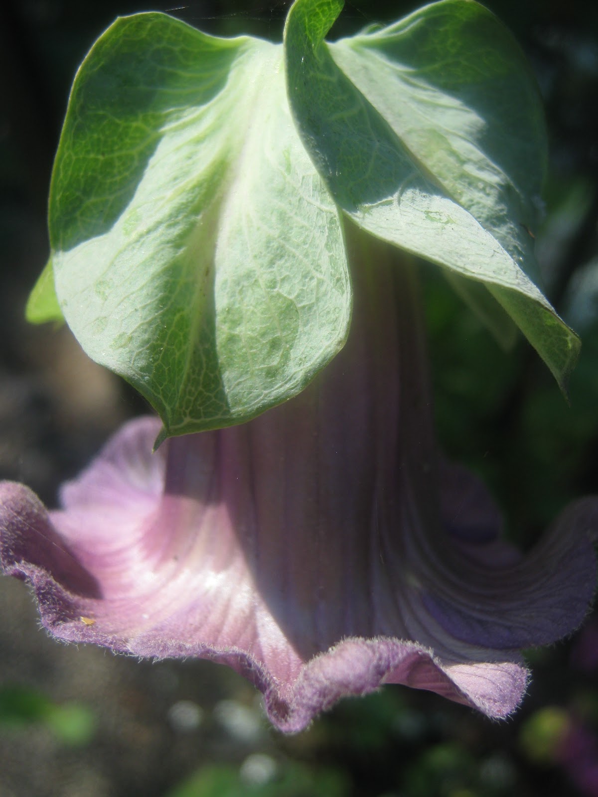 Rindy Mae Cup & Saucer Vine