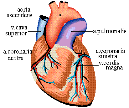 Heart Pumping