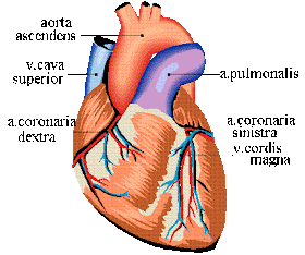 A To Z Health Topics: Human Heart - Function