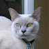 Tonkinese Health