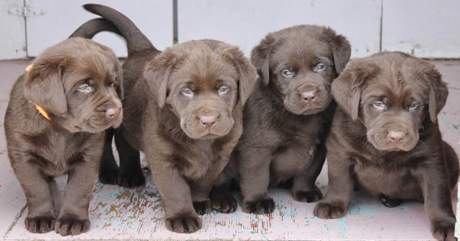 lots of puppies buck mountain labradors jersey s puppies 5 weeks lots of going on in the lots of puppies buck mountain labradors jersey s puppies 5 weeks lots of going on in the