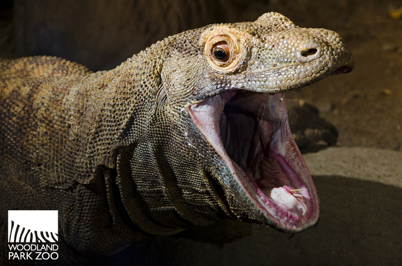 Central-bearded-dragon-lifespan-2.jpg