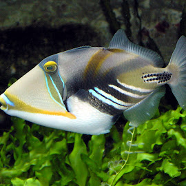 Ikan-Ikan Indah @ Digaleri.com