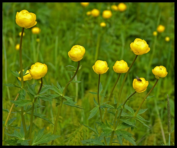 Posted by Diana Jones at 1042 PM