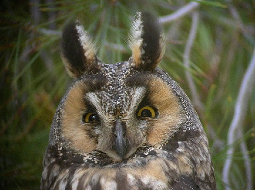 Owl Tufts