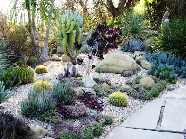 home and garden succulent