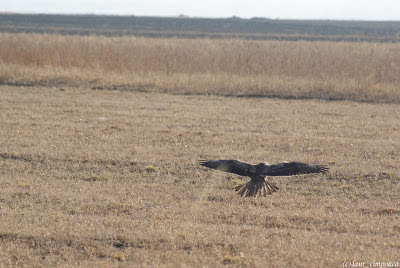 Sorecar Comun-Common Buzzard-Buteo-buteo-Mäusebussard-Egerészölyv-Busevariable