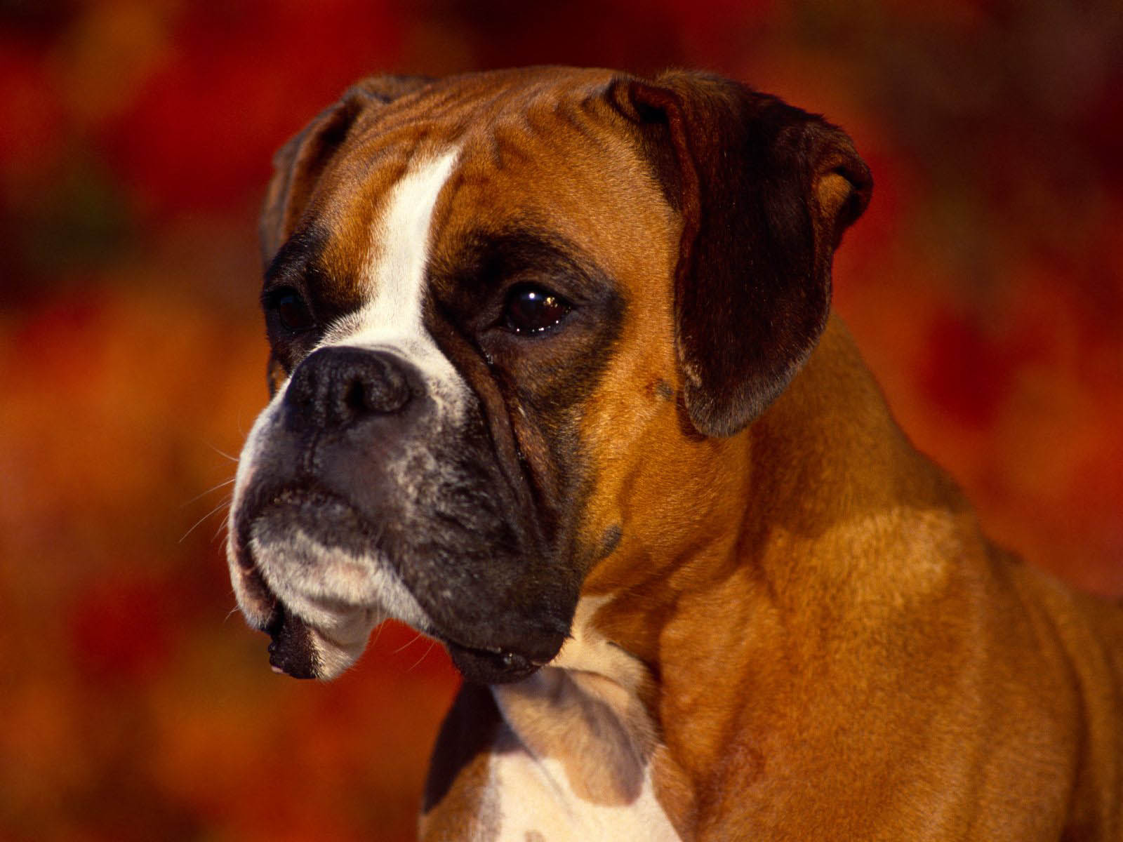wallpapers: Boxer Dog Wallpapers