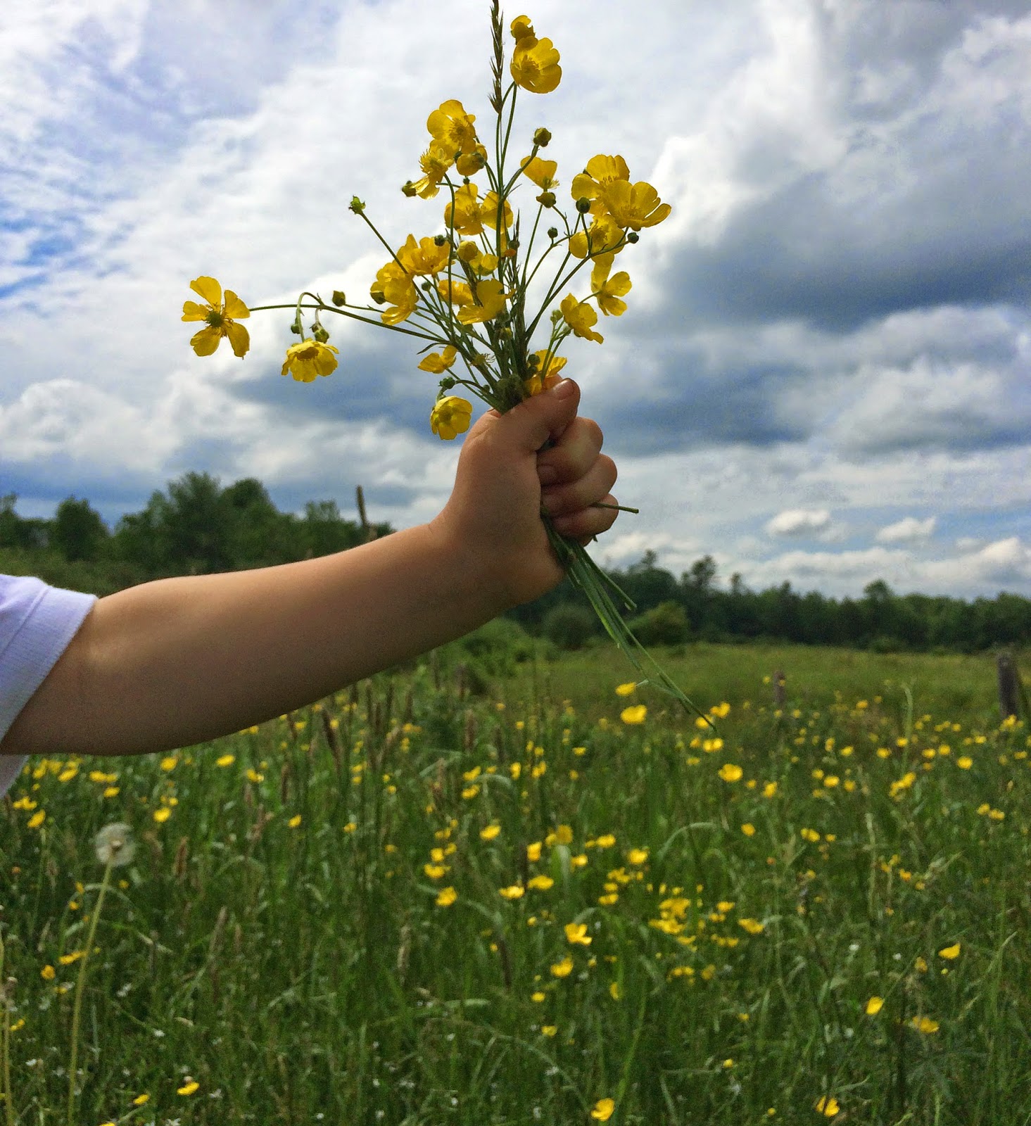 The Little Legers Buttercups
